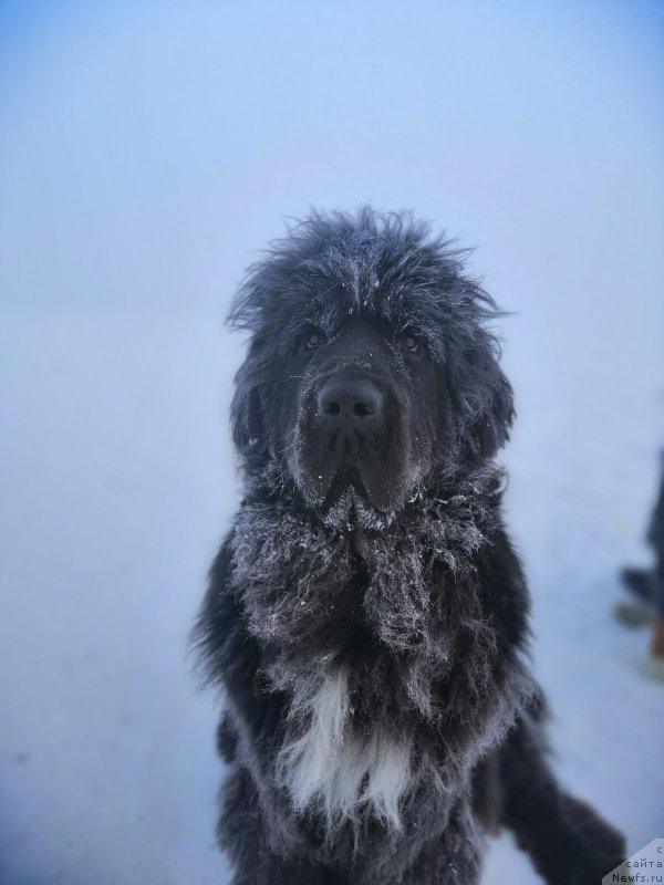 Фото: ньюфаундленд Vladyka Gor Apriori Astera (Владыка Гор Априори Астера)