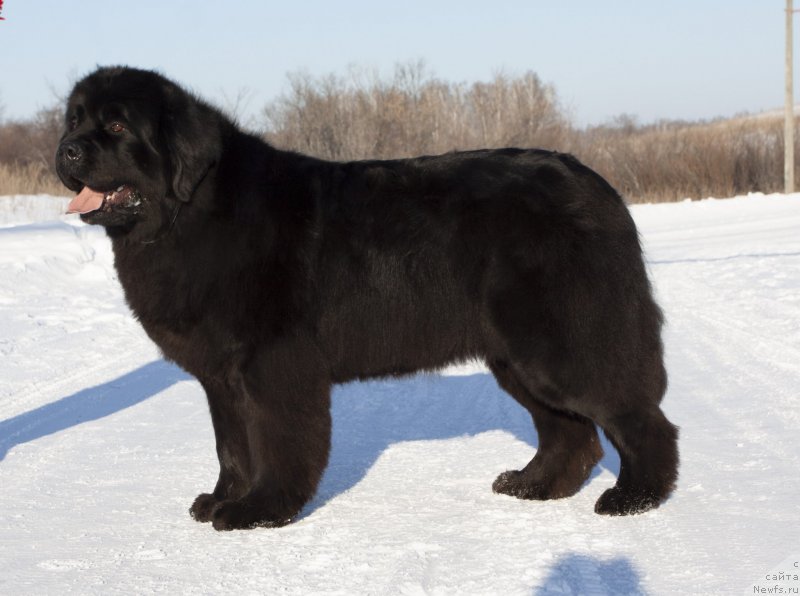 Фото: ньюфаундленд Adel iz Zamka Melvin (Адель из Замка Мелвин), ньюфаундленд Adel iz Zamka Melvin (Адель из Замка Мелвин)