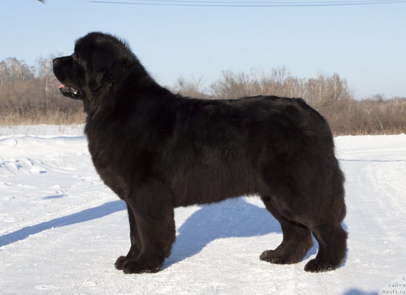Фото: ньюфаундленд Adel iz Zamka Melvin (Адель из Замка Мелвин)