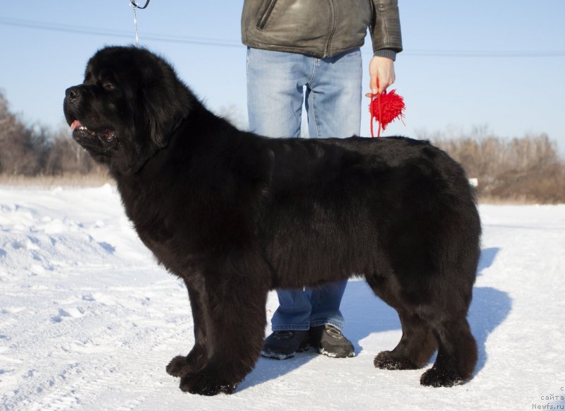Фото: ньюфаундленд Adel iz Zamka Melvin (Адель из Замка Мелвин)