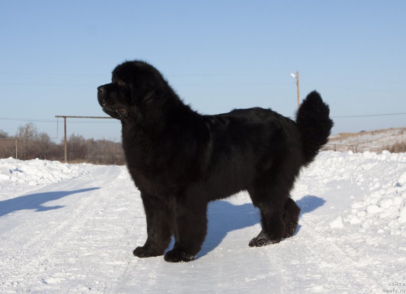 Фото: ньюфаундленд Adel iz Zamka Melvin (Адель из Замка Мелвин)