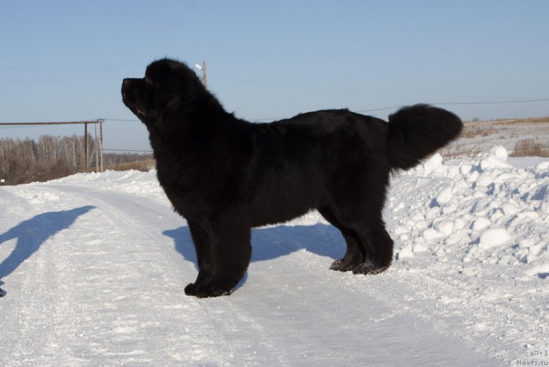 Фото: ньюфаундленд Adel iz Zamka Melvin (Адель из Замка Мелвин)