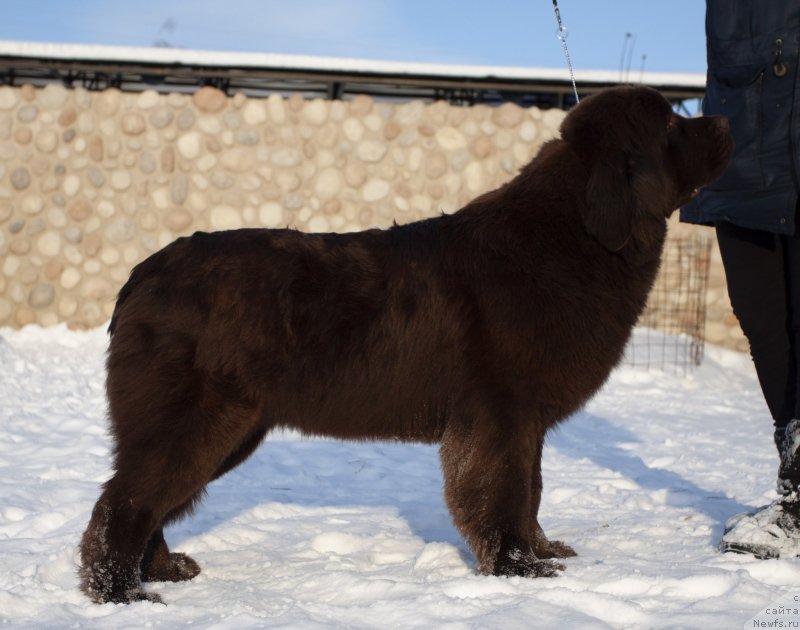 Фото: ньюфаундленд Voshodyaschaya Zvezda Iz Zamka Melvin (Восходящая Звезда из Замка Мелвин)