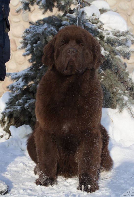 Фото: ньюфаундленд Voshodyaschaya Zvezda Iz Zamka Melvin (Восходящая Звезда из Замка Мелвин)