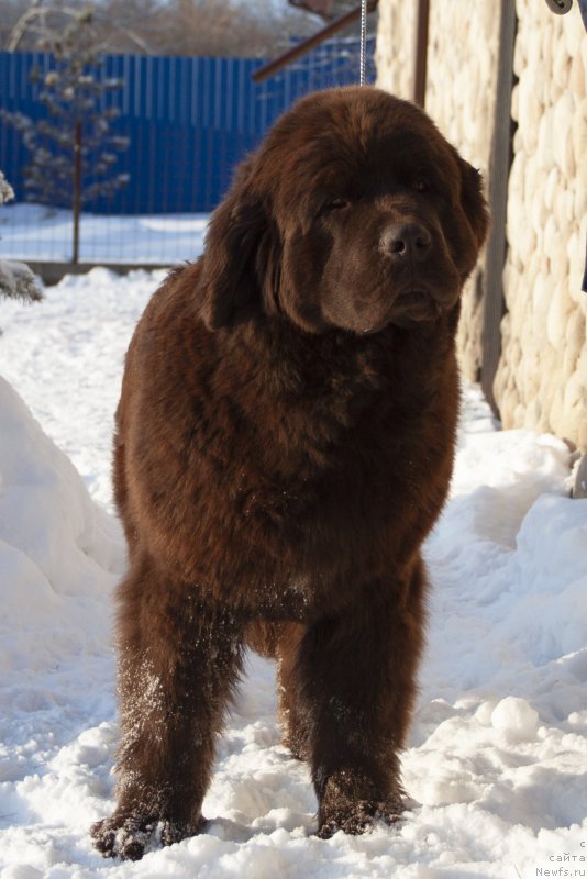 Фото: ньюфаундленд Voshodyaschaya Zvezda Iz Zamka Melvin (Восходящая Звезда из Замка Мелвин)