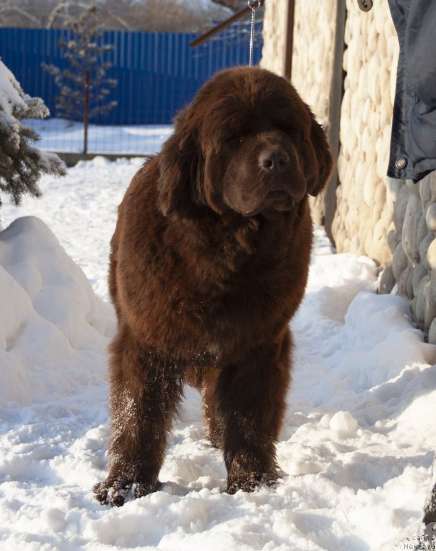 Фото: ньюфаундленд Voshodyaschaya Zvezda Iz Zamka Melvin (Восходящая Звезда из Замка Мелвин)
