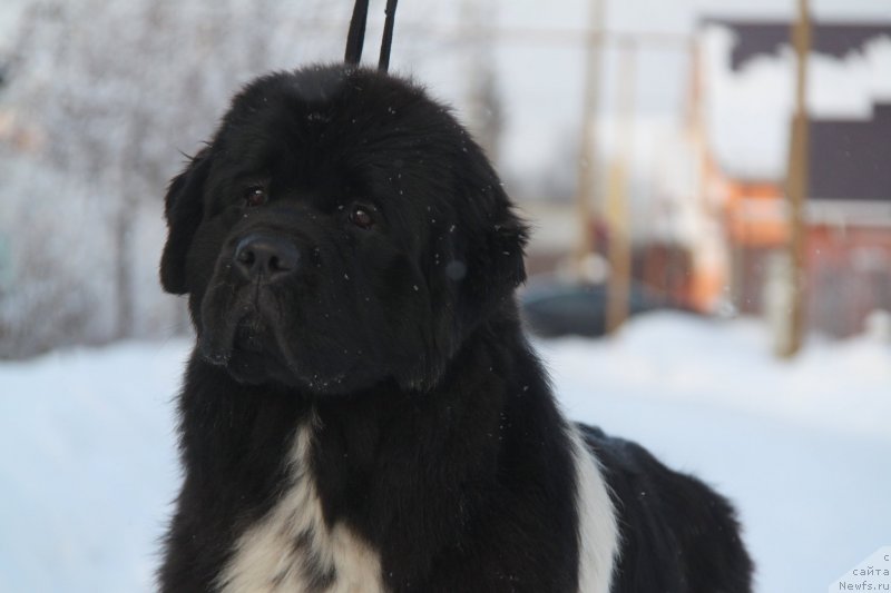 Фото: ньюфаундленд Akvian Song Cafira (Аквиан Сонг Цафира)