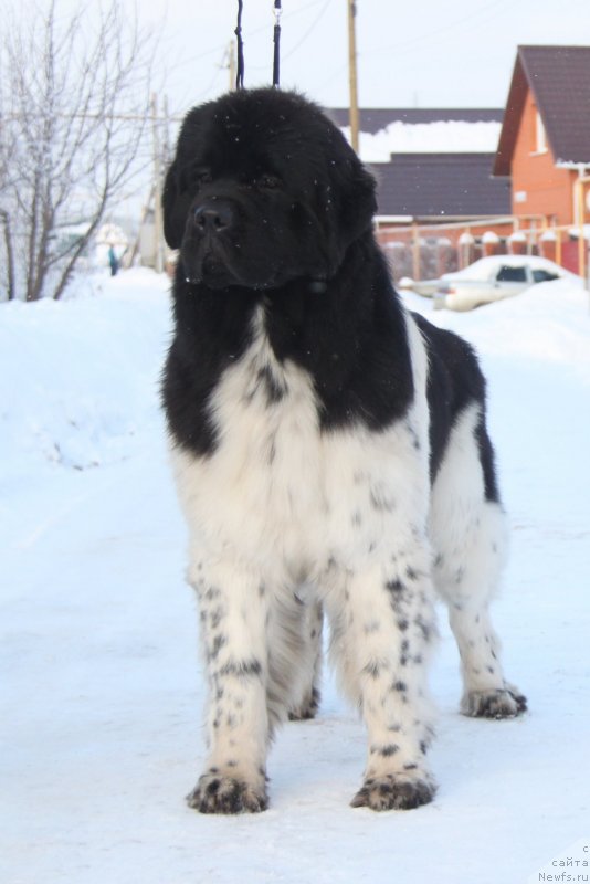 Фото: ньюфаундленд Akvian Song Cafira (Аквиан Сонг Цафира)