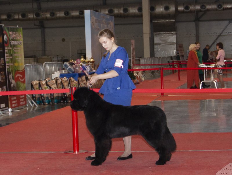 Фото: ньюфаундленд Garmoniya iz Zamka Melvin (Гармония из Замка Мелвин)