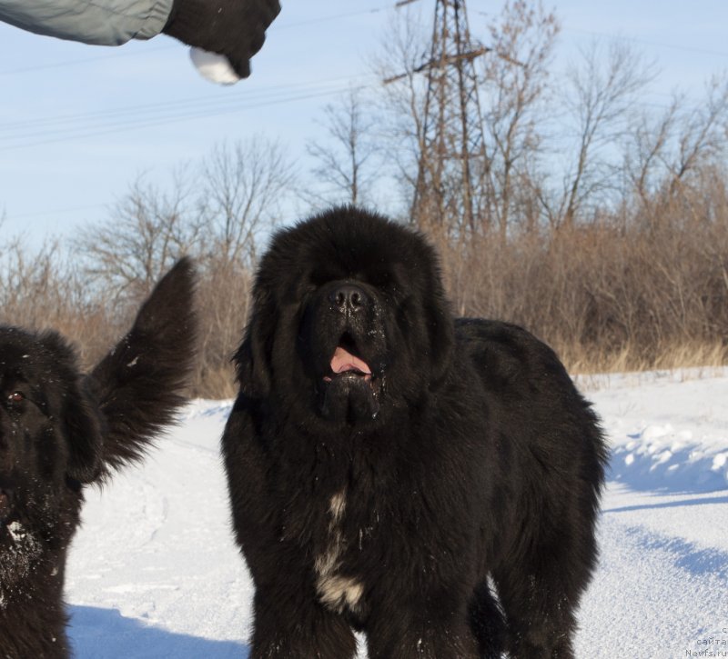 Фото: ньюфаундленд Darkflight Izumrud dlya Zamka Melvin (Даркфлайт Изумруд для Замка Мелвин)
