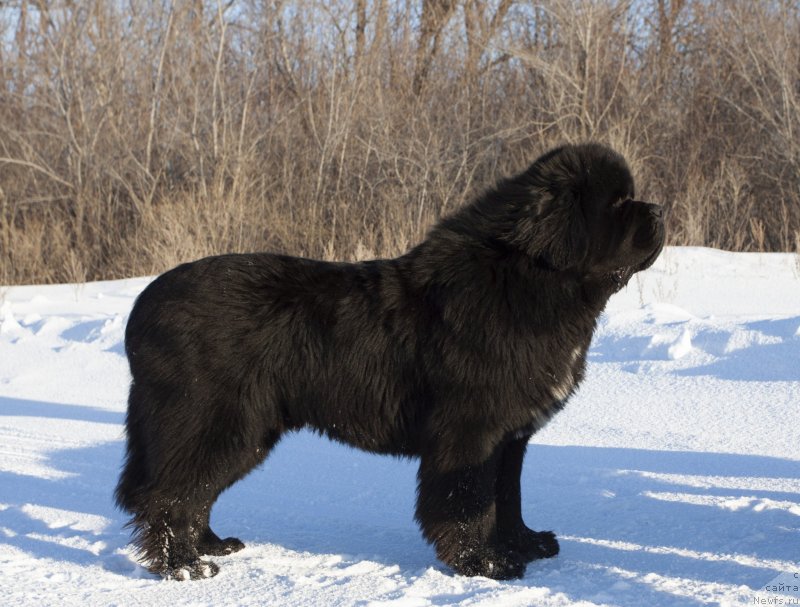 Фото: ньюфаундленд Darkflight Izumrud dlya Zamka Melvin (Даркфлайт Изумруд для Замка Мелвин)