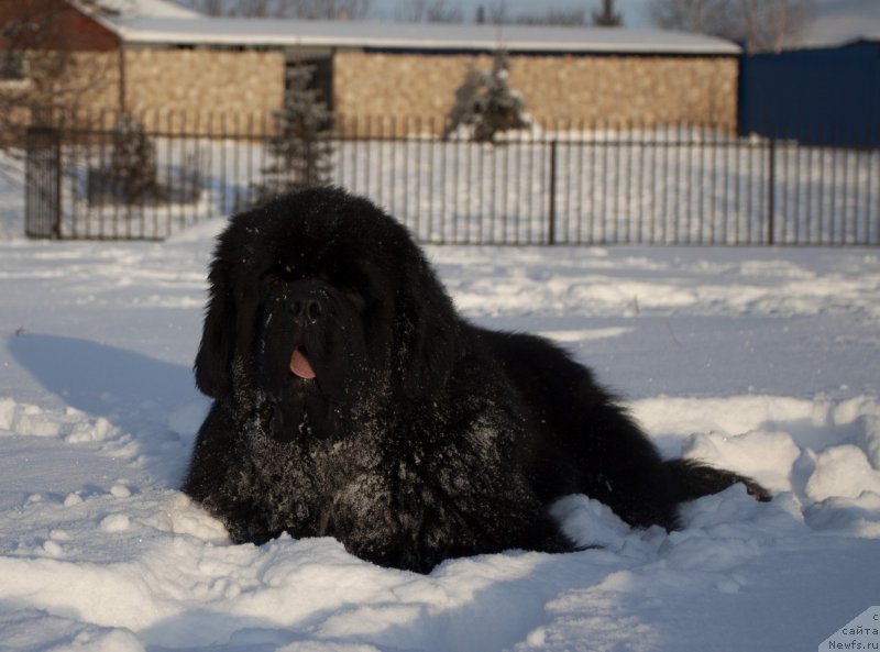 Фото: ньюфаундленд Darkflight Izumrud dlya Zamka Melvin (Даркфлайт Изумруд для Замка Мелвин)