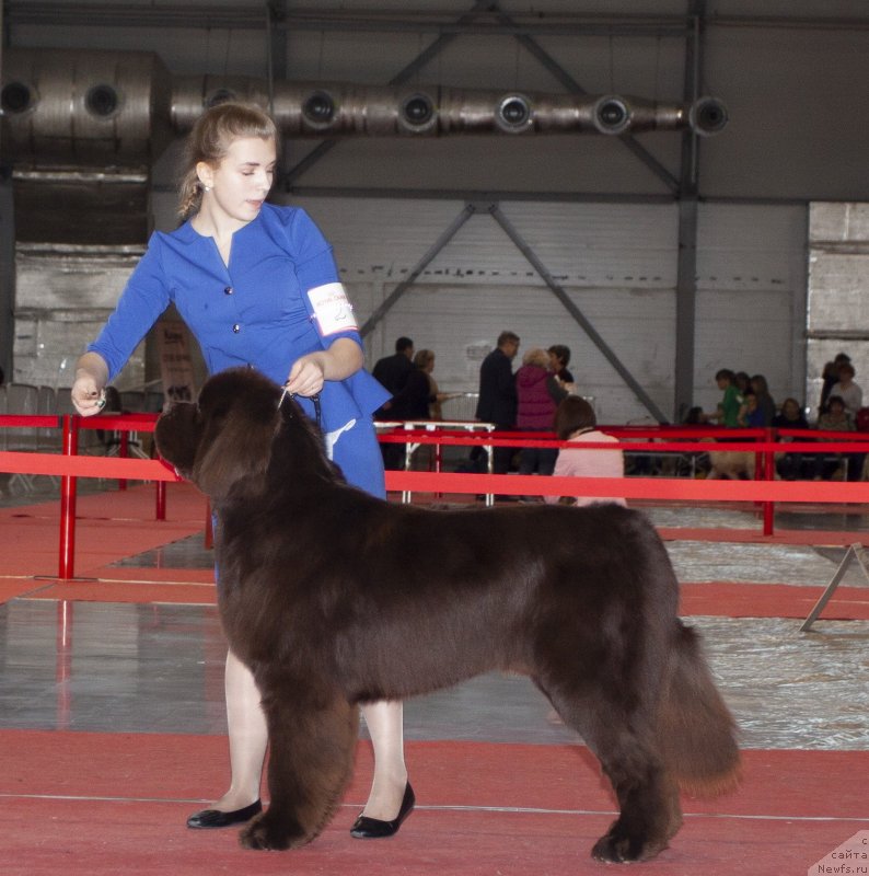 Фото: ньюфаундленд Galantniy Kavaler iz Zamka Melvin (Галантный Кавалер из Замка Мелвин)