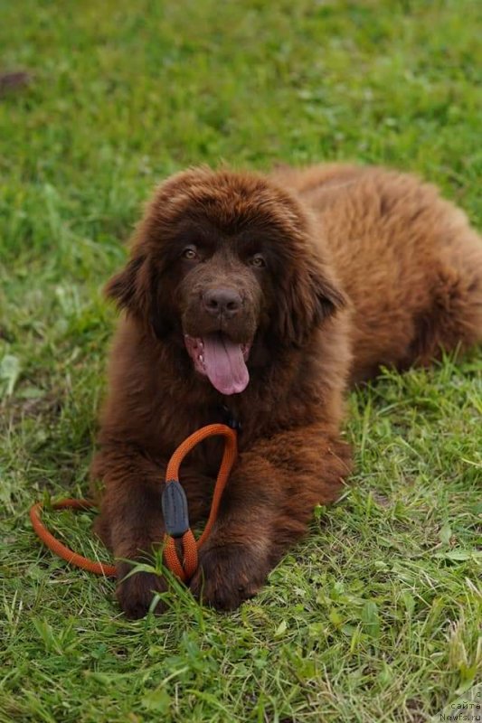 Фото: ньюфаундленд Obush Shed Made in Ural (Обуш Шед Мэйд ин Юрал)