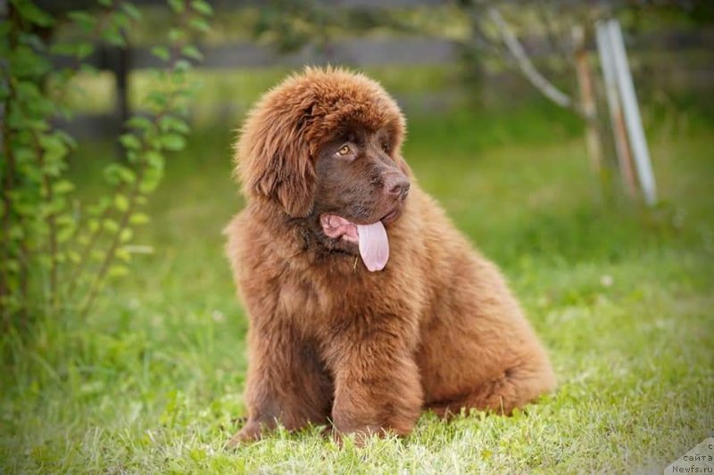 Фото: ньюфаундленд Obush Shed Made in Ural (Обуш Шед Мэйд ин Юрал)