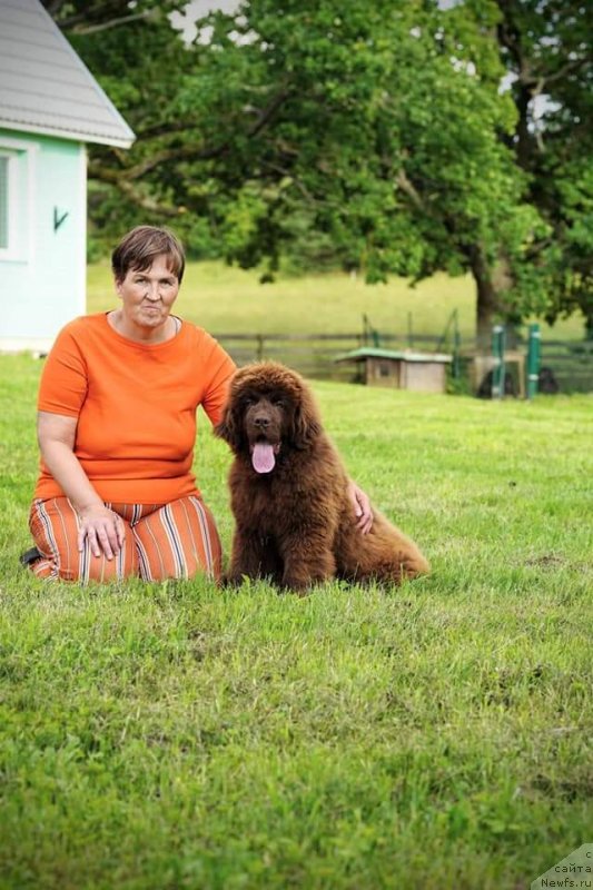 Фото: ньюфаундленд Obush Shed Made in Ural (Обуш Шед Мэйд ин Юрал)