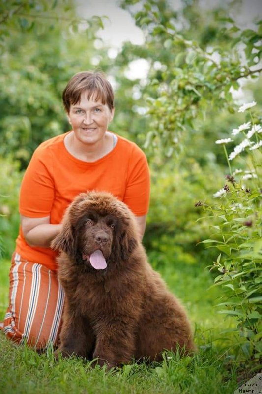 Фото: ньюфаундленд Obush Shed Made in Ural (Обуш Шед Мэйд ин Юрал)