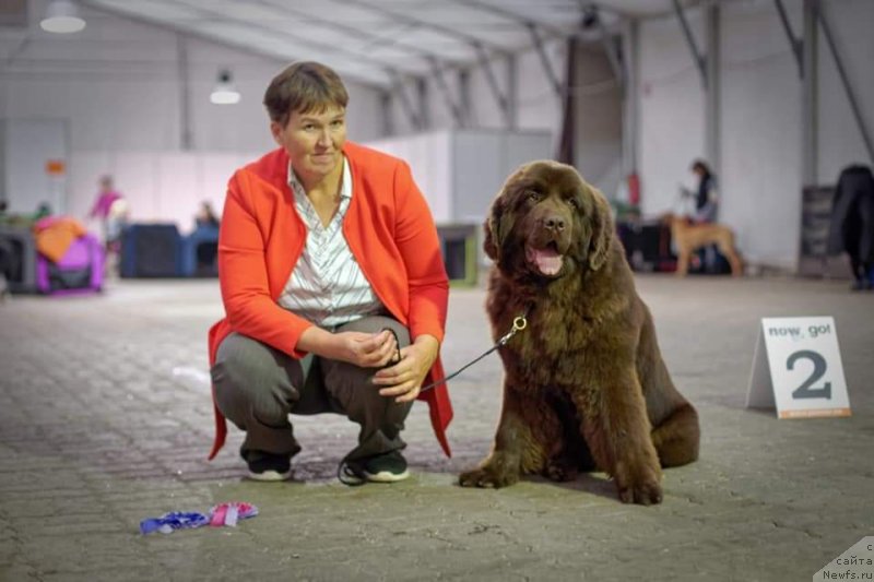 Фото: ньюфаундленд Obush Shed Made in Ural (Обуш Шед Мэйд ин Юрал)