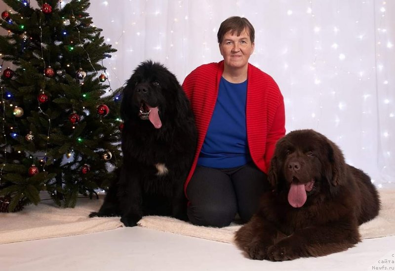 Фото: ньюфаундленд Obush Shed Made in Ural (Обуш Шед Мэйд ин Юрал)