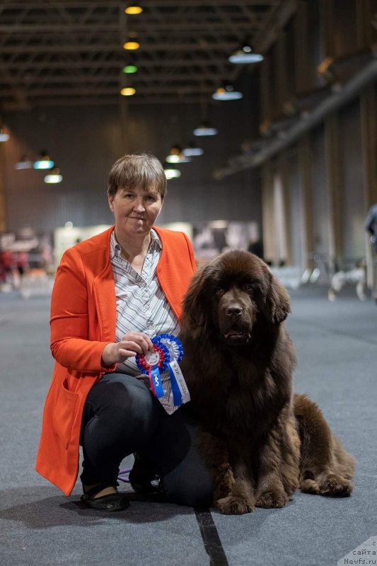 Фото: ньюфаундленд Obush Shed Made in Ural (Обуш Шед Мэйд ин Юрал)