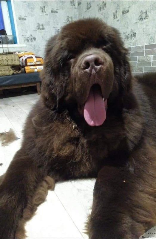 Фото: ньюфаундленд Obush Shed Myod Slashche Yantarya (Обуш Шед Мёд Слаще Янтаря)