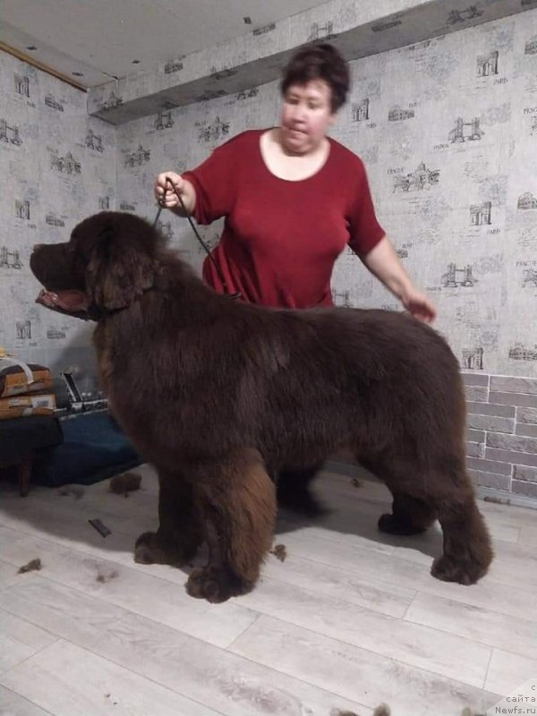 Фото: ньюфаундленд Obush Shed Myod Slashche Yantarya (Обуш Шед Мёд Слаще Янтаря)