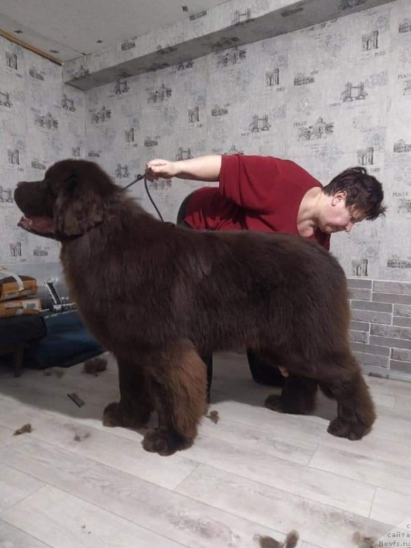 Фото: ньюфаундленд Obush Shed Myod Slashche Yantarya (Обуш Шед Мёд Слаще Янтаря)