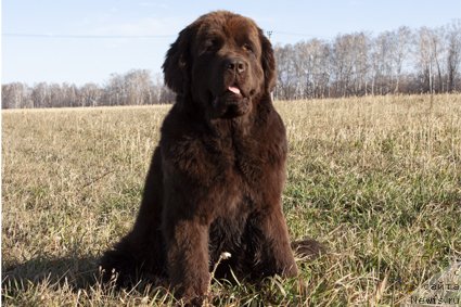 Фото: ньюфаундленд Voshodyaschaya Zvezda Iz Zamka Melvin (Восходящая Звезда из Замка Мелвин)