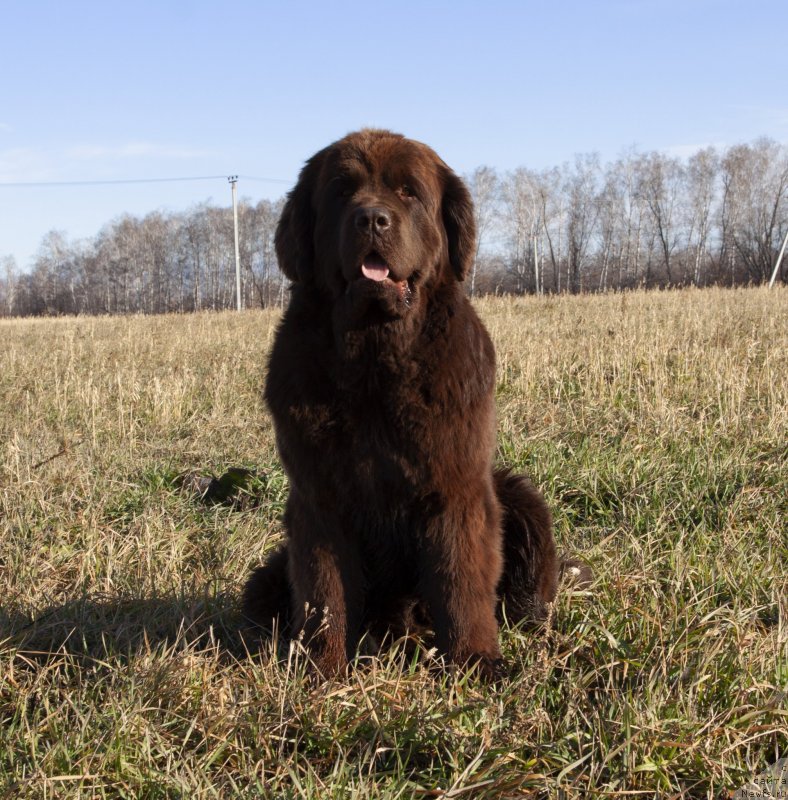 Фото: ньюфаундленд Voshodyaschaya Zvezda Iz Zamka Melvin (Восходящая Звезда из Замка Мелвин)