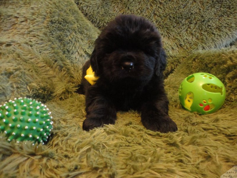 Фото: ньюфаундленд Eseniya Styuart (Есения Стюарт)