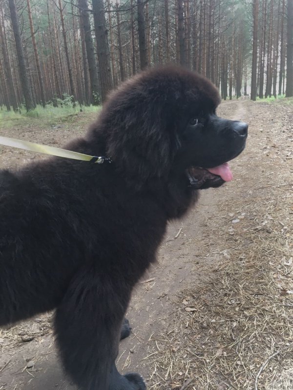 Фото: ньюфаундленд Super Bizon Chingishan (Супер Бизон Чингисхан)