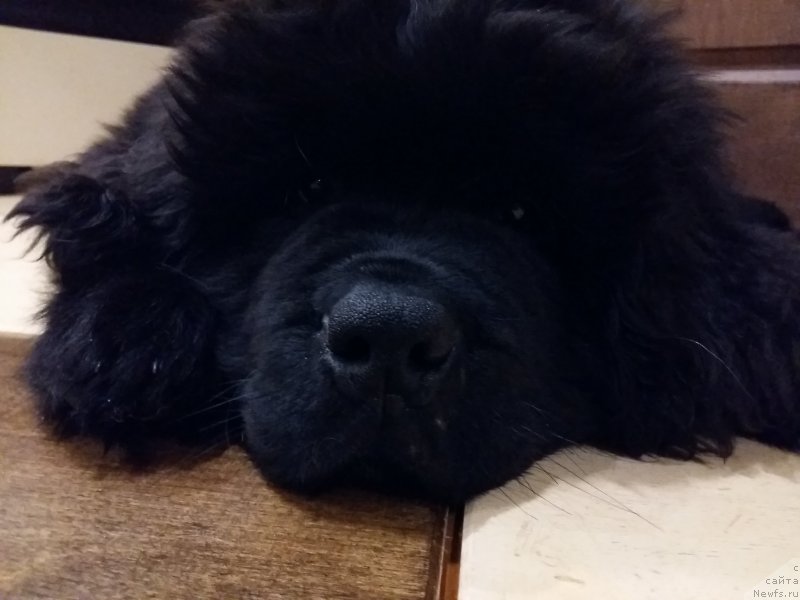 Фото: ньюфаундленд Super Bizon Chingishan (Супер Бизон Чингисхан)