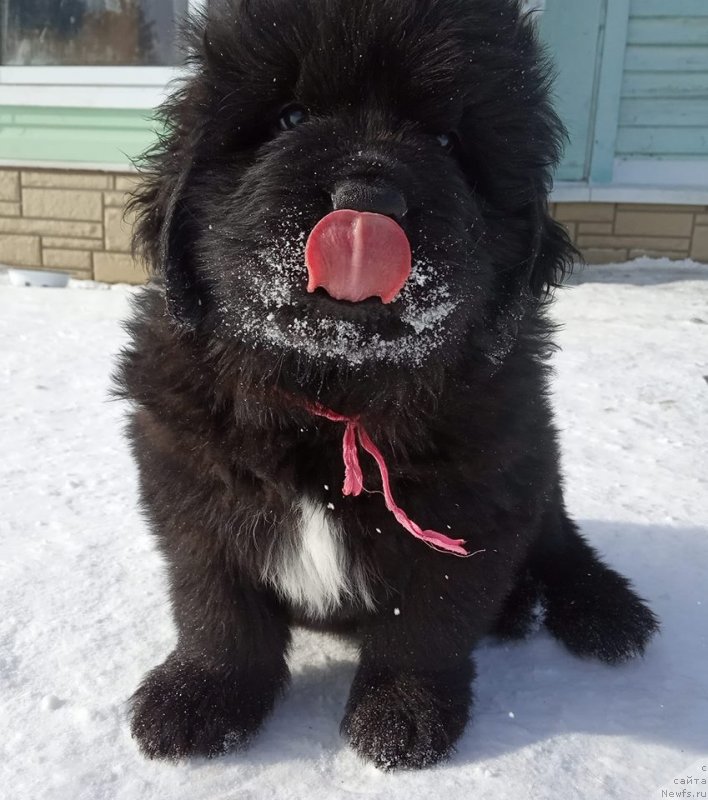 Фото: ньюфаундленд Super Bizon Chingishan (Супер Бизон Чингисхан)