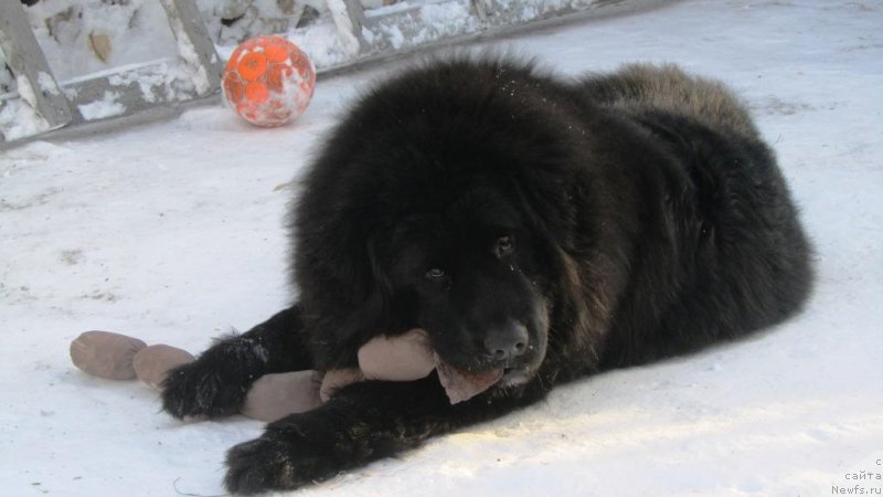 Фото: ньюфаундленд SHalyapin iz Tihogo Omuta (Шаляпин из Тихого Омута)
