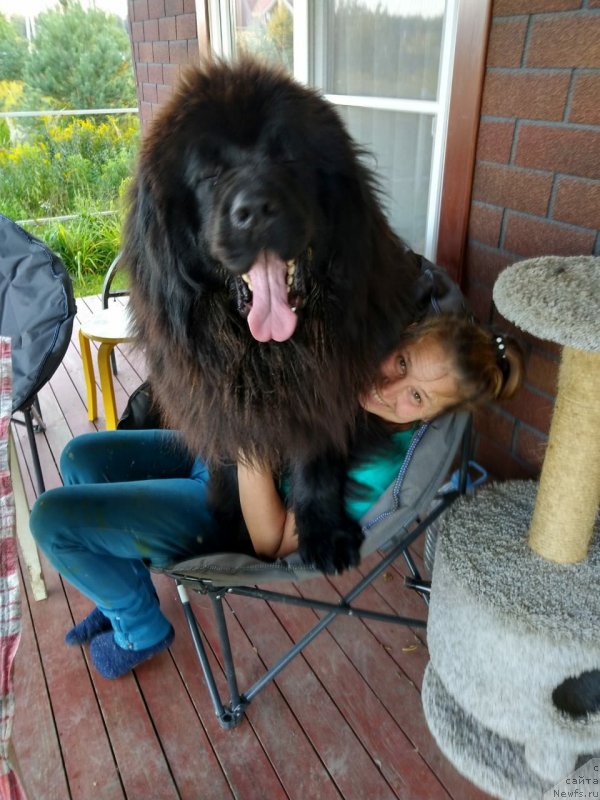 Фото: ньюфаундленд Infant Foreva YAng (Инфант Форева Янг)