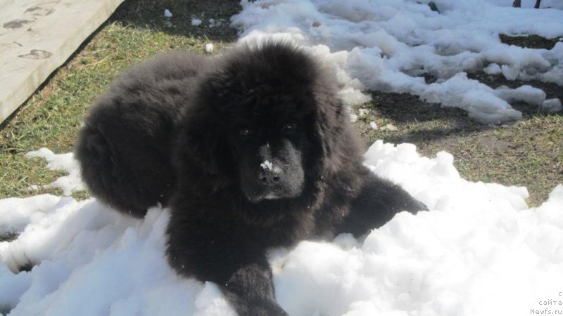 Фото: ньюфаундленд SHalyapin iz Tihogo Omuta (Шаляпин из Тихого Омута)