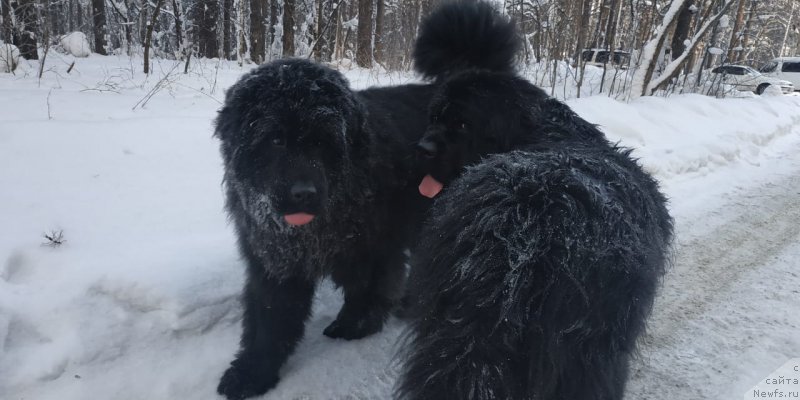 Фото: ньюфаундленд SHalyapin iz Tihogo Omuta (Шаляпин из Тихого Омута), ньюфаундленд Feliciya iz Plemeni Kedra (Фелиция из Племени Кедра)