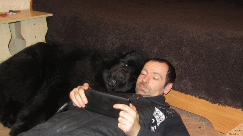 Фото: ньюфаундленд SHalyapin iz Tihogo Omuta (Шаляпин из Тихого Омута)