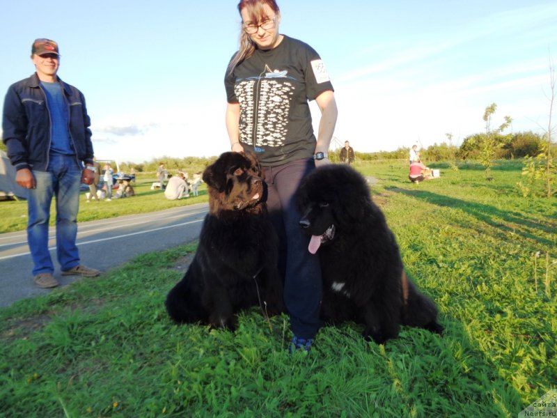 Фото: ньюфаундленд CHelesta iz Plemeni Kedra (Челеста из Племени Кедра), ньюфаундленд SHalyapin iz Tihogo Omuta (Шаляпин из Тихого Омута)