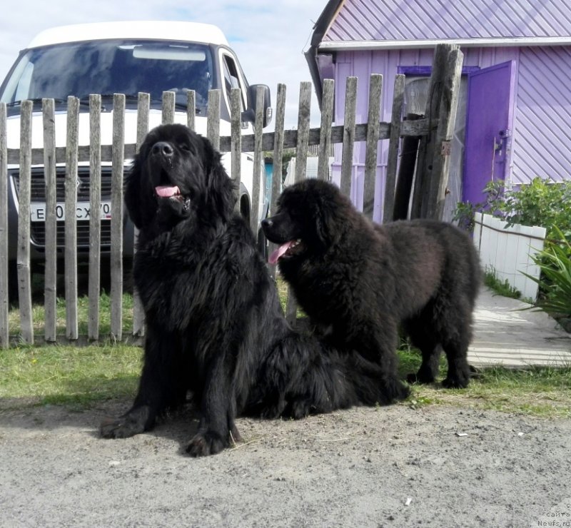 Фото: ньюфаундленд Feliciya iz Plemeni Kedra (Фелиция из Племени Кедра), ньюфаундленд SHalyapin iz Tihogo Omuta (Шаляпин из Тихого Омута)