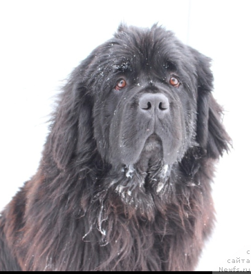 Фото: ньюфаундленд Kiper Soul Uitni H'yuston (Кипер Соул Уитни Хьюстон)