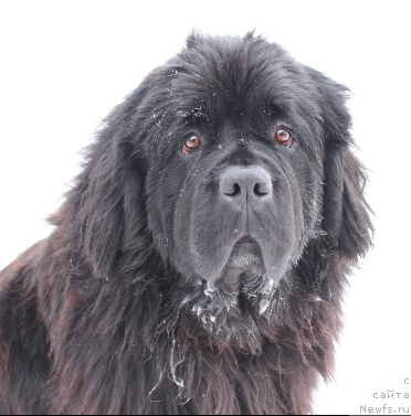 Фото: ньюфаундленд Kiper Soul Uitni H'yuston (Кипер Соул Уитни Хьюстон)