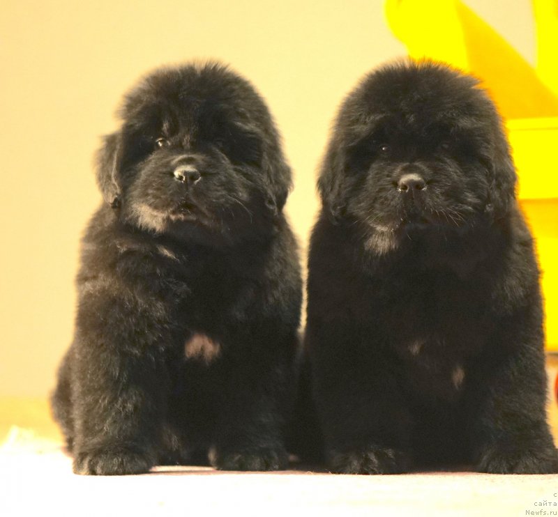 Фото: ньюфаундленд Aquatoriya Kelvin Yuse of Magic Spirit (Акватория Келвин Юз оф Мэджик Спирит)