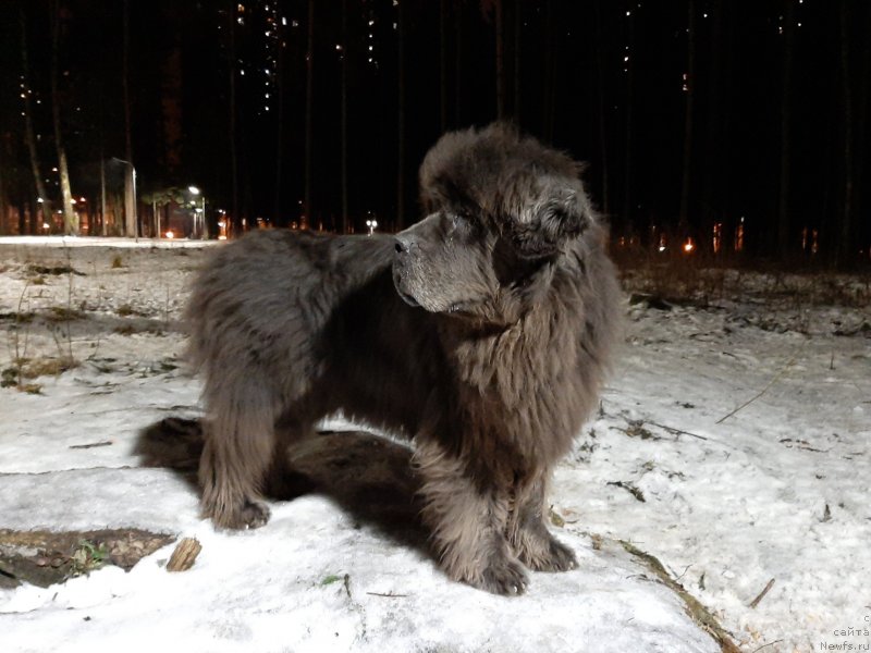 Фото: ньюфаундленд Dyurbahler Klab Al'faretta Vin'etta (Дюрбахлер Клаб Альфаретта Виньетта)