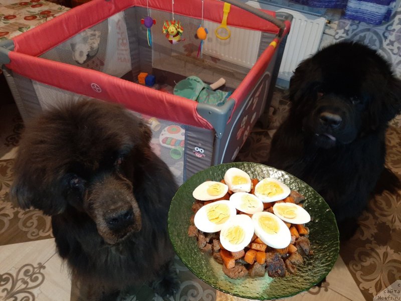 Фото: ньюфаундленд Dyurbahler Klab Al'faretta Vin'etta (Дюрбахлер Клаб Альфаретта Виньетта), ньюфаундленд Richchi s Berega Dona (Риччи с Берега Дона)