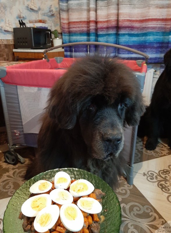 Фото: ньюфаундленд Dyurbahler Klab Al'faretta Vin'etta (Дюрбахлер Клаб Альфаретта Виньетта)