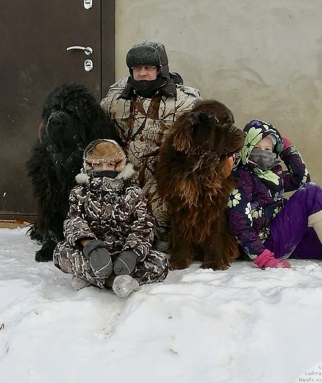 Фото: ньюфаундленд Brownblood MSK Leya Aiman (Браунблад МСК Лея Айман)