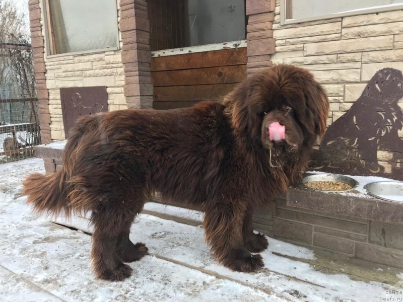 Фото: ньюфаундленд Brownblood MSK Lyon Labi-Roni (Браунблад  МСК Лион Лаби-Рони)