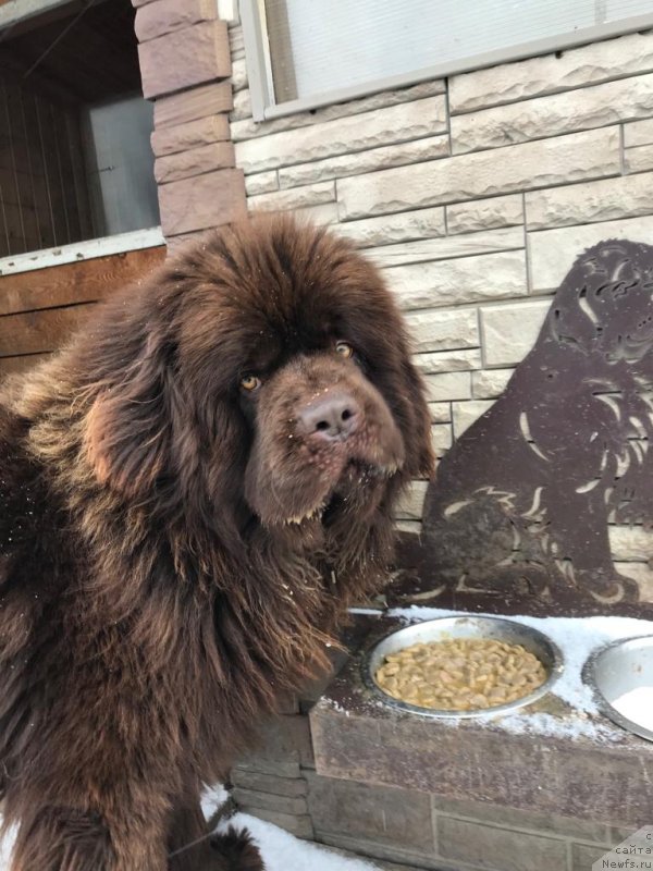 Фото: ньюфаундленд Brownblood MSK Lyon Labi-Roni (Браунблад  МСК Лион Лаби-Рони)