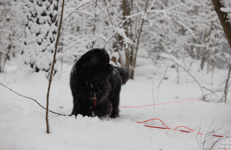 Фото: ньюфаундленд Brownblood MSK Lavy Neman (Браунблад MCК Лави Нэман)